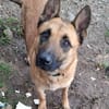 Lucy - aktive sensible Hündin