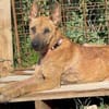 Lucy - aktive sensible Hündin