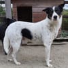 Lybos  54 cm (Pflegestelle)