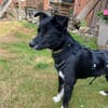 Prinz sucht sein Zauberschloss