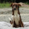Delvin sucht sein Für-Immer-Zuhause