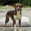 Delvin sucht sein Für-Immer-Zuhause