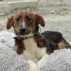 Delvin sucht sein Für-Immer-Zuhause