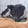 Mattia sucht ein liebevolles Zuhause