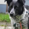 Mattia sucht ein liebevolles Zuhause
