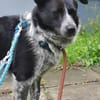 Mattia sucht ein liebevolles Zuhause
