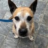 Guille sucht sein Zuhause für Immer !!!