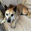 Guille sucht sein Zuhause für Immer !!!