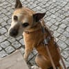 Guille sucht sein Zuhause für Immer !!!