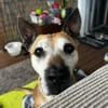 Guille sucht sein Zuhause für Immer !!!