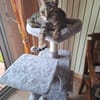 Simba chat mâle