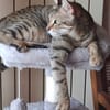 Simba chat mâle