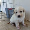 GALLETA (union animal)
