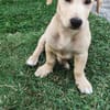 MIKO votre amis pour la vie
