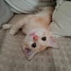Arya, la belle minette
