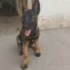 BRUNO
