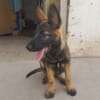 BRUNO