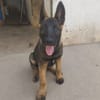 BRUNO