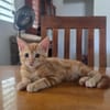Tagada, femelle croisée européen, née le 17/05/2025 🐱