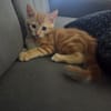 Tagada, femelle croisée européen, née le 17/05/2025 🐱