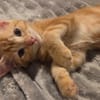 Tagada, femelle croisée européen, née le 17/05/2025 🐱
