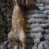 Tagada, femelle croisée européen, née le 17/05/2025 🐱