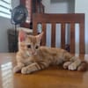Tagada, femelle croisée européen, née le 17/05/2025 🐱