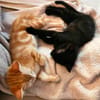 ALOHA & BAGHEERA