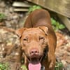 Pollux, mâle croisé shar pei, né le 03/06/2024  🐶