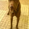 Pollux, mâle croisé shar pei, né le 03/06/2024  🐶