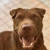 Pollux, mâle croisé shar pei, né le 03/06/2024  🐶