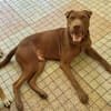 Pollux, mâle croisé shar pei, né le 03/06/2024  🐶