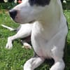 Marley, mâle croisé berger, né le 22/05/2021 🐶