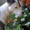 Marley, mâle croisé berger, né le 22/05/2021 🐶