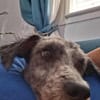 JULES le plus beau des césar