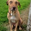 Fifi, mâle croisé berger, né le 15/06/2022 🐶