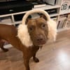 Brooklyn, femelle, Berger X Staffordshire Terrier (Décatégorisée par diagnose), née le 20/04/2022
