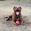 Brooklyn, femelle, Berger X Staffordshire Terrier (Décatégorisée par diagnose), née le 20/04/2022