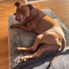 Brooklyn, femelle, Berger X Staffordshire Terrier (Décatégorisée par diagnose), née le 20/04/2022