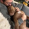 Brooklyn, femelle, Berger X Staffordshire Terrier (Décatégorisée par diagnose), née le 20/04/2022