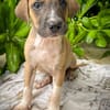 Thorin, mâle croisé berger, né le 15/04/2025  🐶