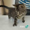 ALEX  chaton 3 mois