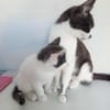 PENELOPE, ALLOS et AALTO
