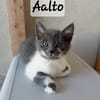 PENELOPE, ALLOS et AALTO