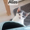 PENELOPE, ALLOS et AALTO