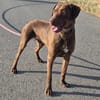 Rufo