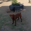 Rufo