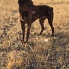Rufo