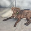 Rufo