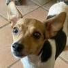 Shira sucht ein liebevolles Zuhause